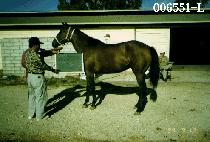 ������ (THE LEADER) ����