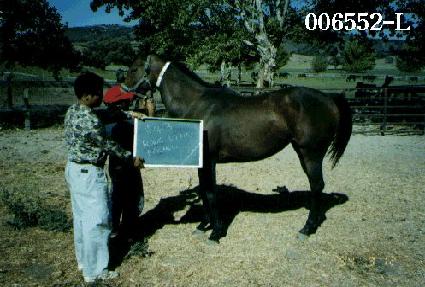 ���̸�����ÿ ����