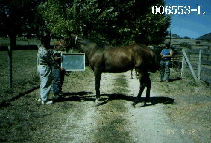 Į���� ����