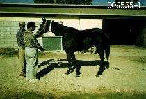 ���ʵ巺�� (GARFIELD REX) ����