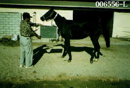 ����ťƼ ����