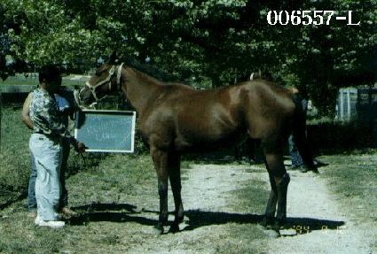 ������巯�� ����