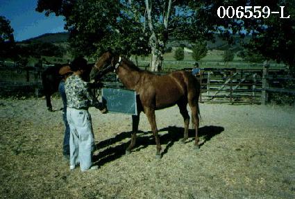 �����÷� ����