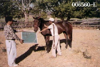 ������ ����