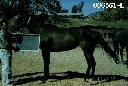 �����鸮������ ����