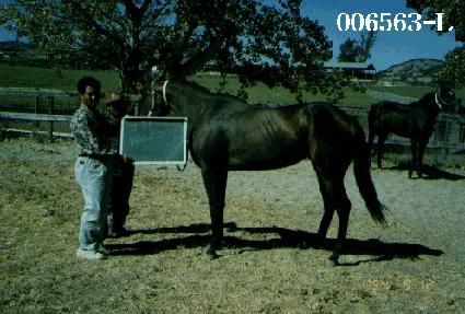 �ƽ̰� ����