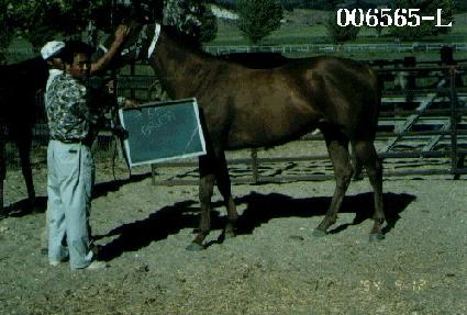 ����� ����