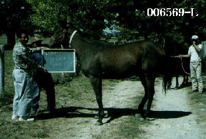 �÷����� ����