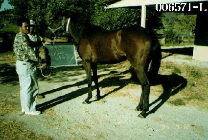 ���������� ����