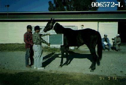 �ƿ������̵� ����