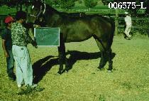 ����ѹ��� (BUD��S NUMBER ONE) ����