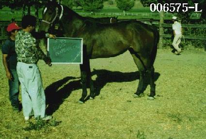 ����ѹ��� ����