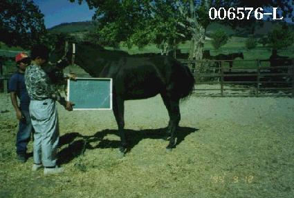 ������ũ ����