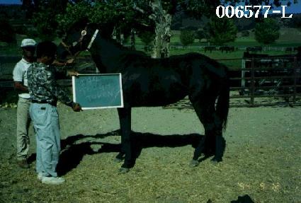 ������ū ����