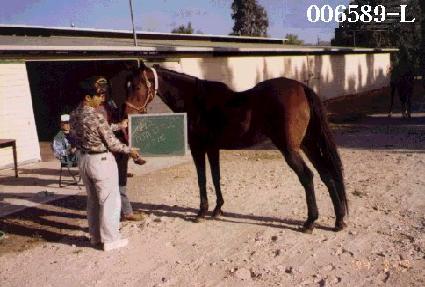 �̾Ƹ�Ʋ���� ����