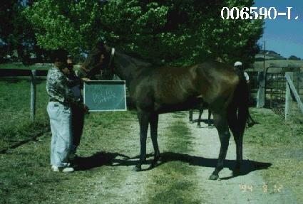 ��Ÿ���� ����