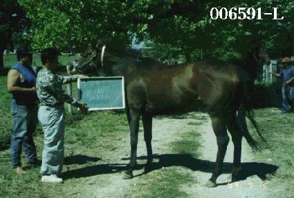 �����ǹٺ� ����