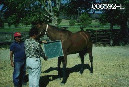 �̸������� ����