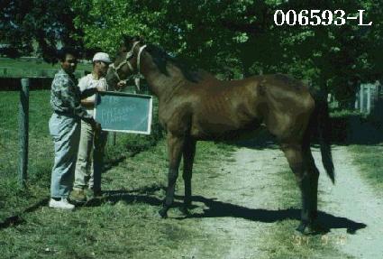 �ʷ������� ����