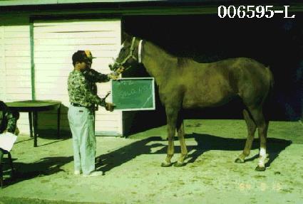 �ַε� ����