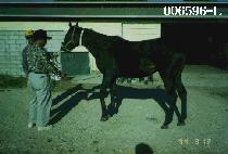 �����θ��� (SWEET LORI L.) ����