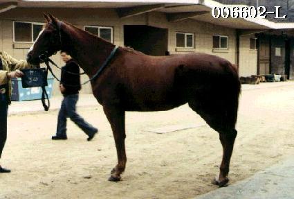 ������ ����