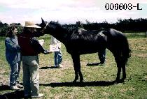 �� (HIN DOL) ����