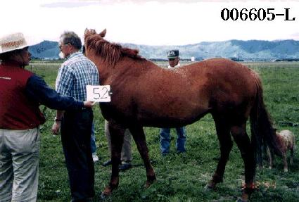 ����� ����