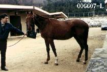 ����ī (PO NO KA) ����