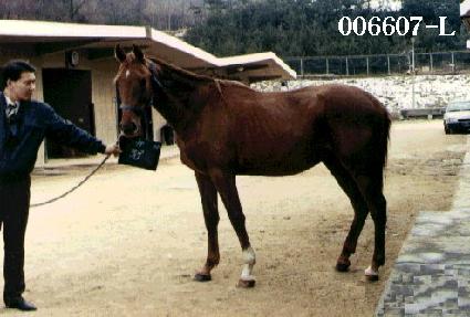 ����ī ����