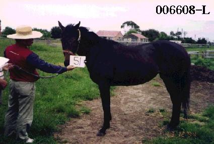 ��� ����