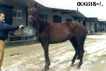 �־ (SSANG EO MOON) ����