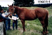 ����ȣ (JI GU HO) ����