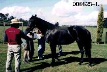 ��Ŀ�� (TINKER BELL) ����