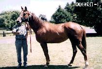 ���� (SAM IL) ����