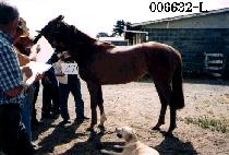 �γ��� (DUNARI) ����