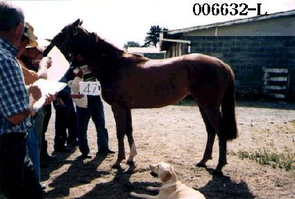 �γ��� ����