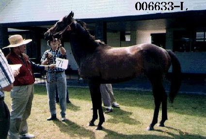 ������ ����