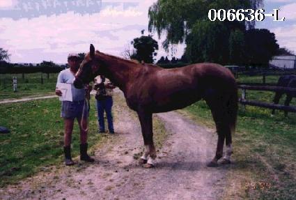 ����� ����