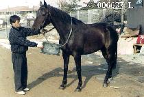 Ȳ�ݸӽ� (HWANG GEUM MACHINE) ����