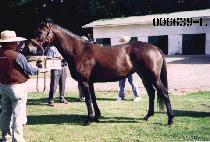 ������ (SAMJIGI) ����