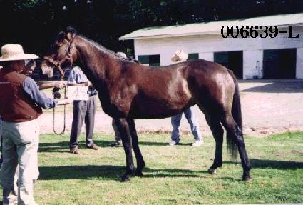 ������ ����