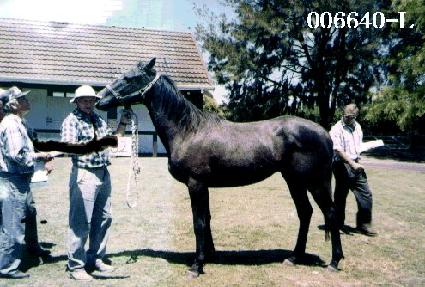 ö���� ����