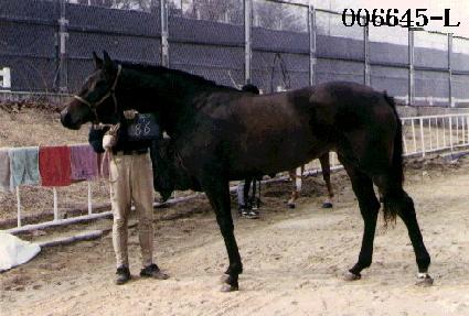 �Ǹ� ����