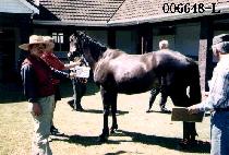 �ȴ޷� (PAL DAL RYEONG) ����