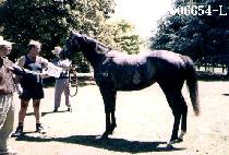 ���ϻ� (MA HA SAL) ����