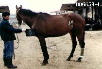 ����Ʈ�� (RA PI TEU SAEM) ����