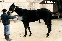 ���ٷ� (ANG JOOL RE) ����