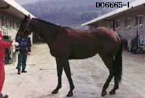 ȭ�� (HWA NI) ����