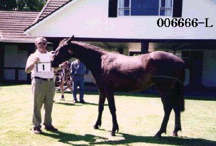 ������ ����